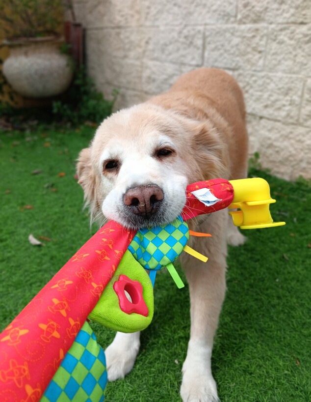 תמונות שצולמו באופו 6 פרו תמונות שצולמו באופו 6 פרו