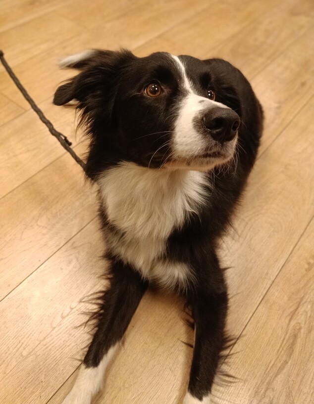 תמונות שצולמו באופו 6 פרו תמונות שצולמו באופו 6 פרו