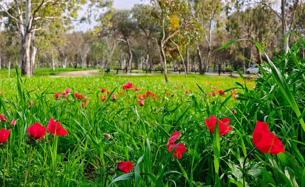 חניון ורמולן (צילום: אורלי גנוסר)