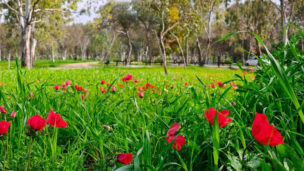 חניון ורמולן