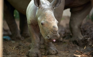 הספארי חוגג: ריהאנה המליטה בת (צילום: שי בן נפתלי‎, חדשות)
