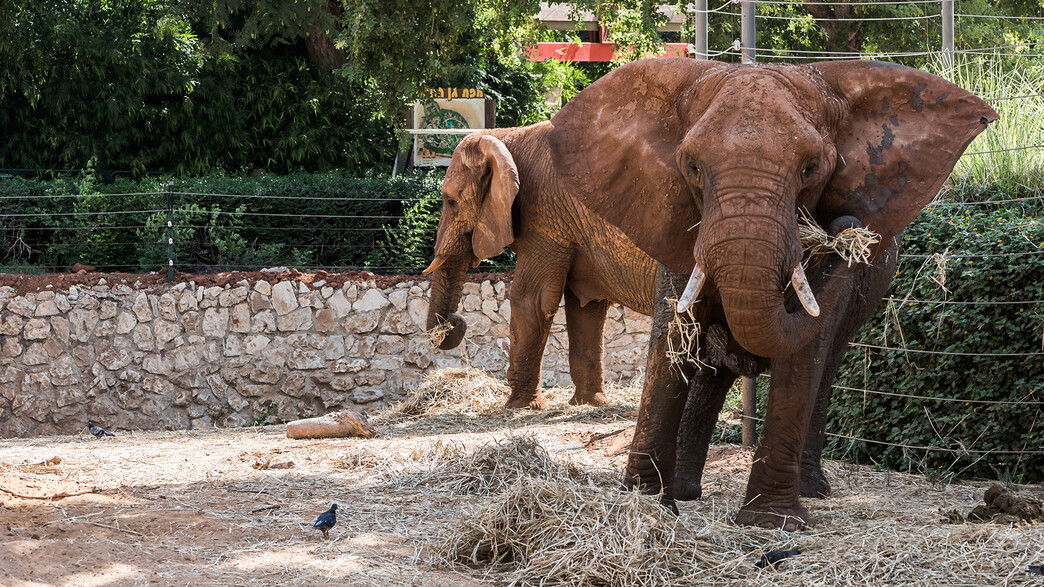 הפילה בהטי הפילה בהטי