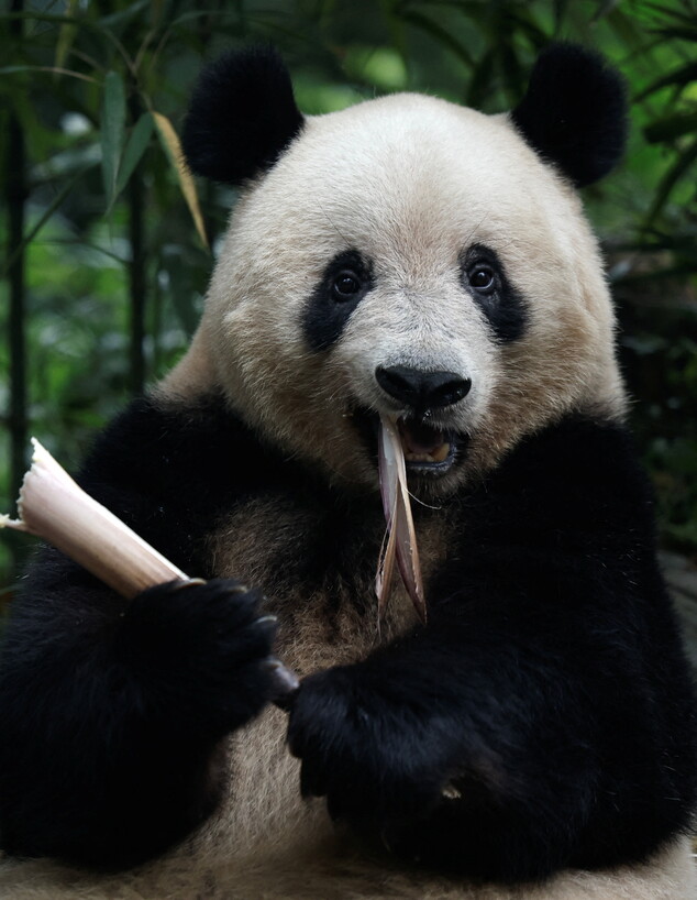 שיאנג שיאנג