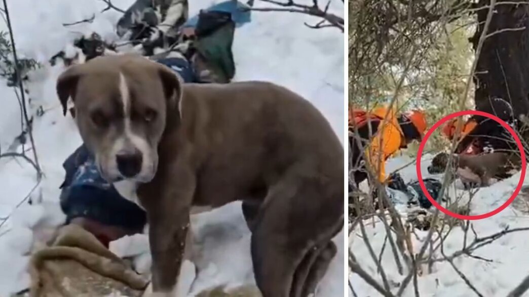 ג'ונו הפיטבול ג'ונו הפיטבול