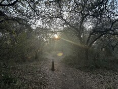 שמורת אלוני יצחק