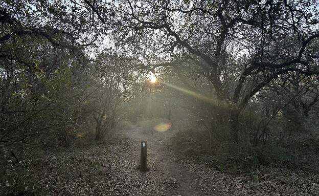 שמורת אלוני יצחק (צילום: מירב טלמור-קשי)