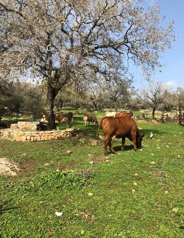 שמורת אלוני אבא שמורת אלוני אבא