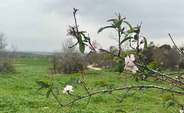 בתרונות בארי (צילום: מירב טלמור-קשי)