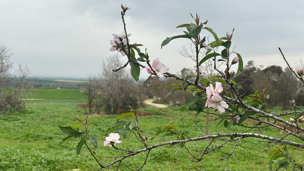 בתרונות בארי בתרונות בארי