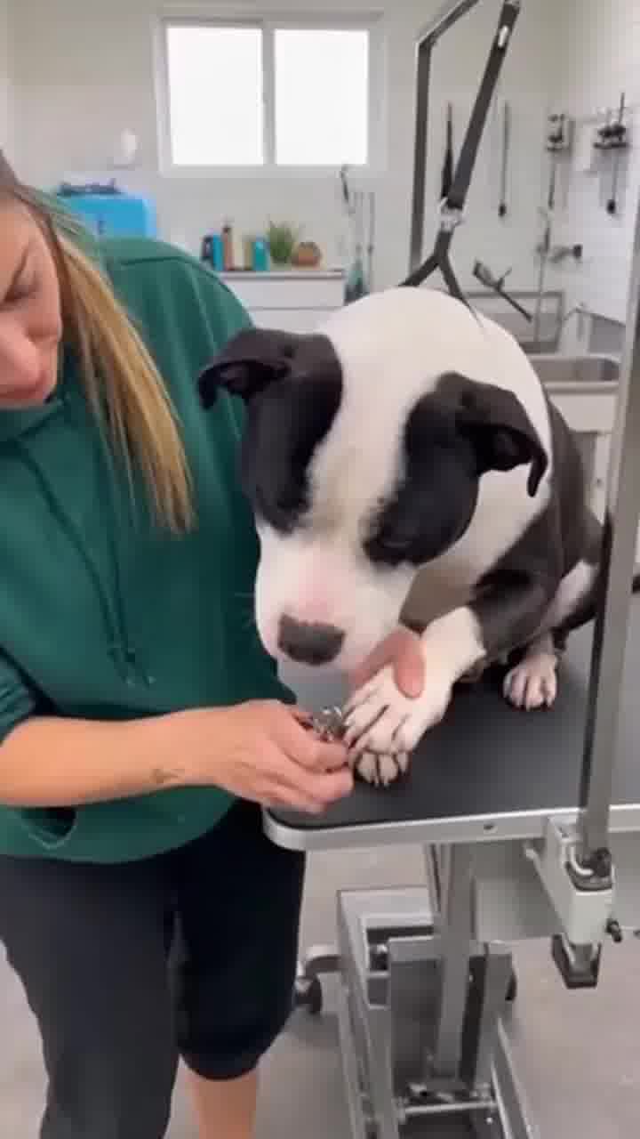 ...והאוסקר הולך אל, הפיטבול הענקי אצל הווטרינר