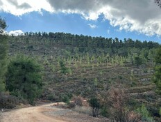 חידוש היער על בסיס התחדשות טבעית, זריעי אורנים ורחבי עלים. הרי ירו (צילום: קק"ל)