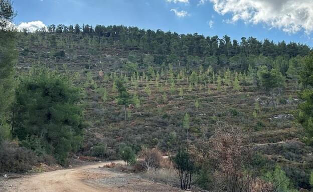 חידוש היער על בסיס התחדשות טבעית, זריעי אורנים ורחבי עלים. הרי ירו חידוש היער על בסיס התחדשות טבעית, זריעי אורנים ורחבי עלים. הרי ירו
