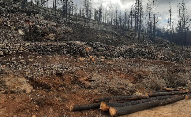 הוצאה ידנית של העץ השרוף בהרי ירושלים על מנת לא לפגוע בטראסות הוצאה ידנית של העץ השרוף בהרי ירושלים על מנת לא לפגוע בטראסות