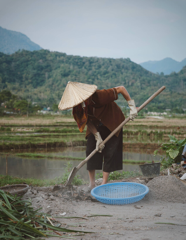 אישה שדות אורז וייטנאם 