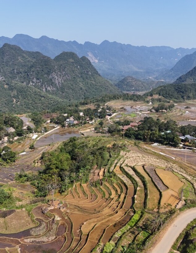 שדות אורז וייטנאם 