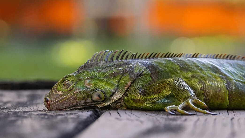 איגואנה שקפאה ונפלה על הקרקע בפלורידה, ארה"ב
