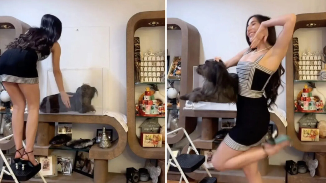 קלואי צ'ונג והכלבה המוקפאת קלואי צ'ונג והכלבה המוקפאת