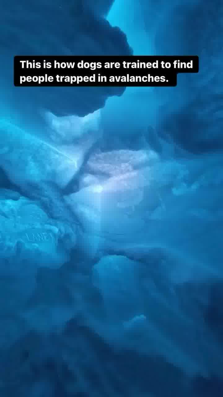 אימון של כלבי חילוץ זה משהו