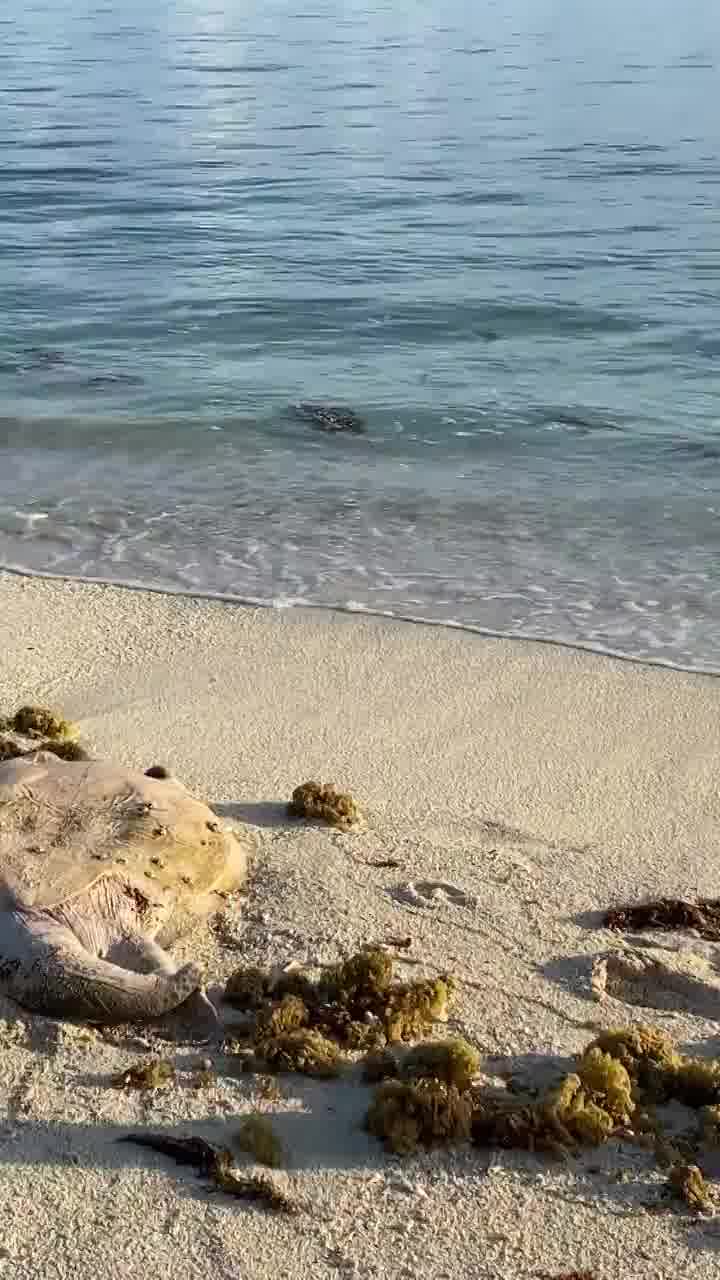 להציל את חיות הבר - גרסת המציאות