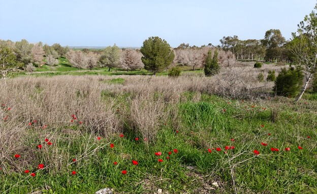 יער ניר משה