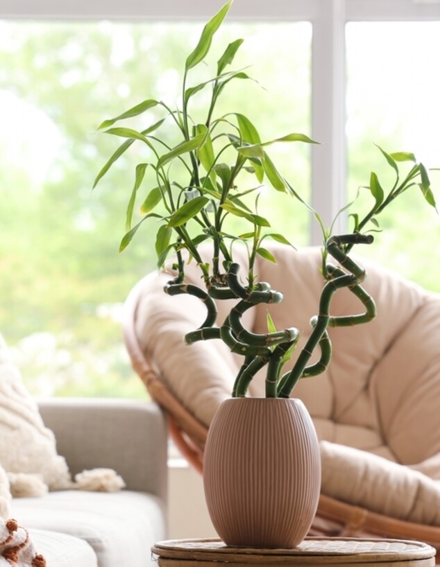 Copy of צמח במבוק, במבו