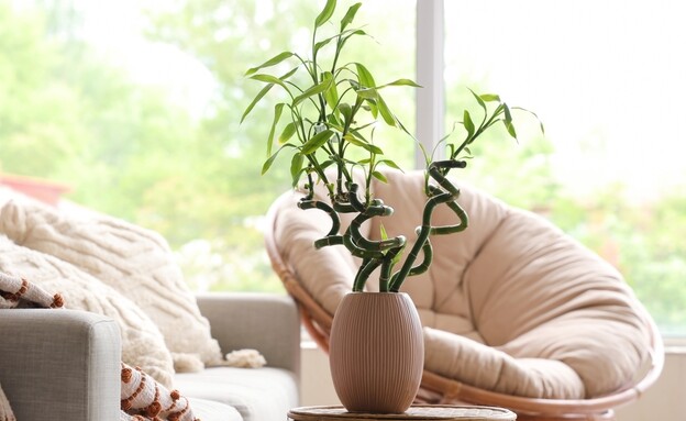 Copy of צמח במבוק, במבו (צילום: shutterstock_Pixel-Shot)