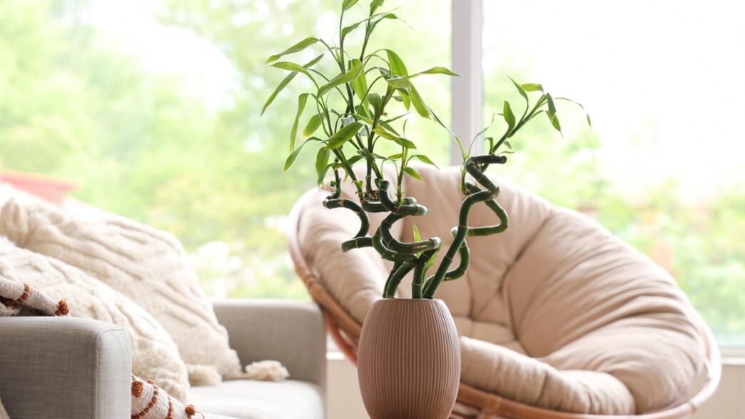 Copy of צמח במבוק, במבו