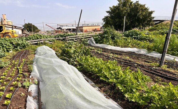 שדה סדנת התססה מרכז להנהגת הבריאות בנווה איתן