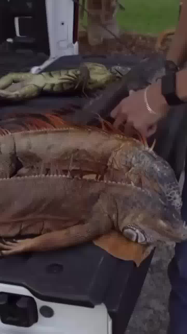 האיגואנות האלה לא מתות, הן רק הלכו לישון ויקומו כשיתחמם