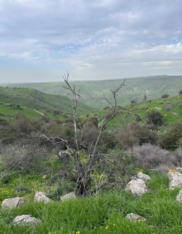 עץ נחל דנה טיול