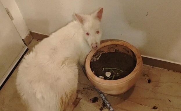 הקנגרו שאותר בדירה בצהלה (צילום: דוברות המשטרה)