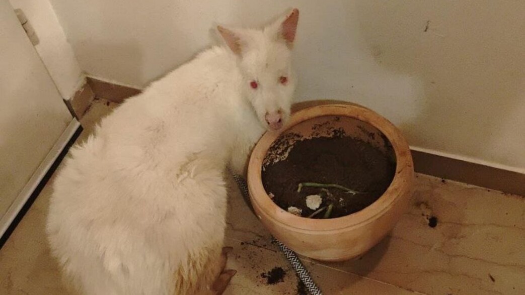 הקנגרו שאותר בדירה בצהלה