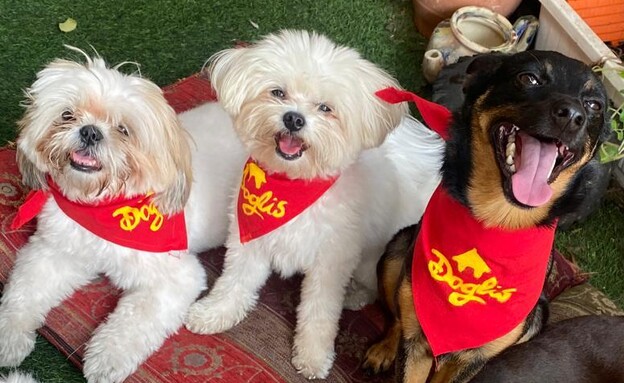 גן לכלבים דוגליס