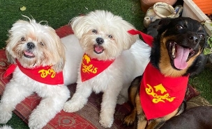 גן לכלבים דוגליס