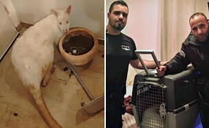 הקנגורו שאותר אחרי שנגנב מגן החיות בעמק בית שאן (צילום: דוברות המשטרה)