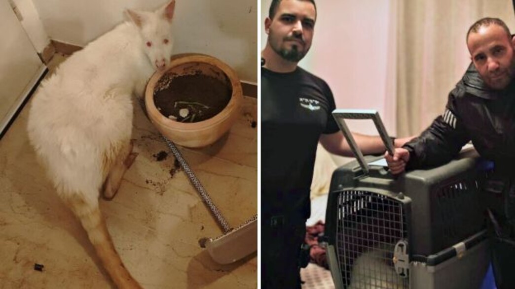 הקנגורו שאותר אחרי שנגנב מגן החיות בעמק בית שאן הקנגורו שאותר אחרי שנגנב מגן החיות בעמק בית שאן