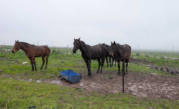 פארם טו טייבל