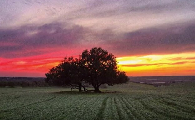 שקיעה בעץ הבודד שבקיבוץ דליה