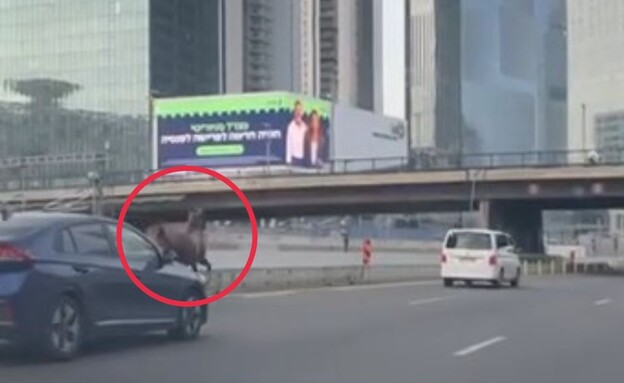 הסוס דוהר באילון צפון