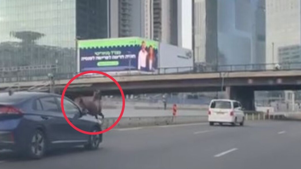 הסוס דוהר באילון צפון