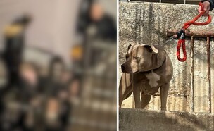 סירב לקנות סמים והותקף באכזריות עם כלב פיטבול