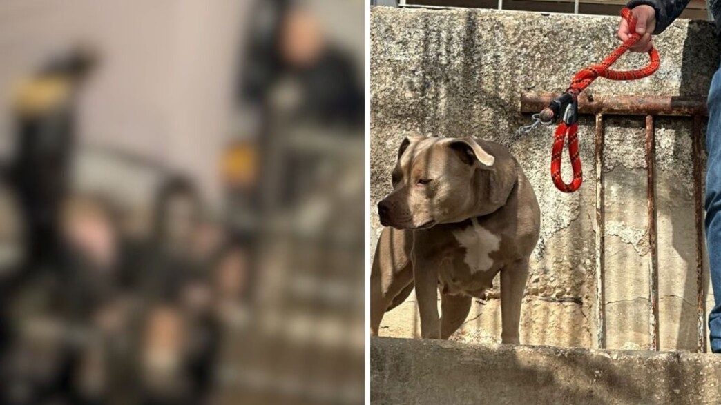 סירב לקנות סמים והותקף באכזריות עם כלב פיטבול