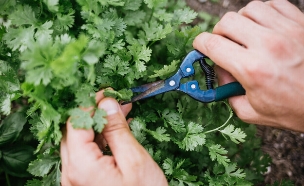 כוסברה (צילום: shutterstock_Megan_Betteridge)