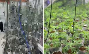 שתילי המריחואנה שנתפסו בבית