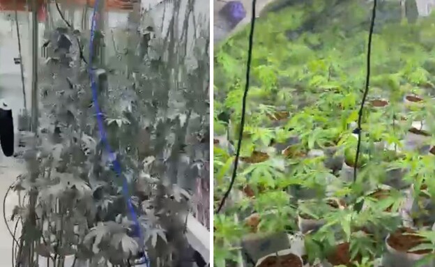 שתילי המריחואנה שנתפסו בבית