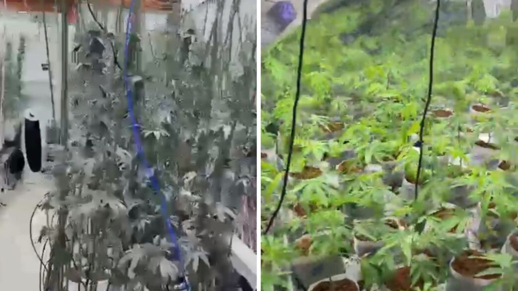 שתילי המריחואנה שנתפסו בבית