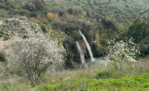 שקדיות בשמורת הטבע נחל עיון (צילום: נאג'י רשאש, רשות הטבע והגנים)