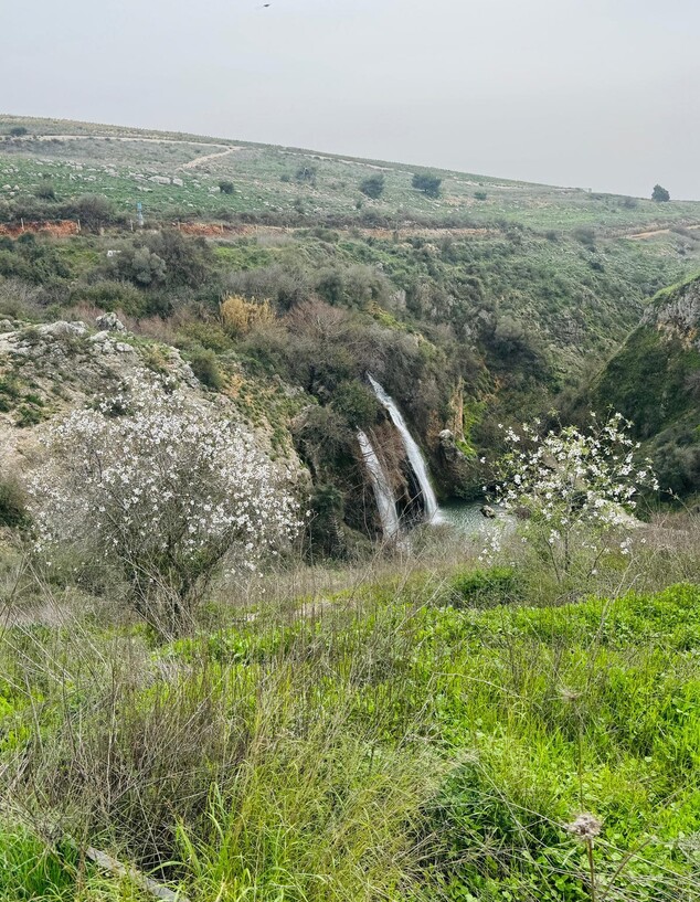 שקדיות בשמורת הטבע נחל עיון