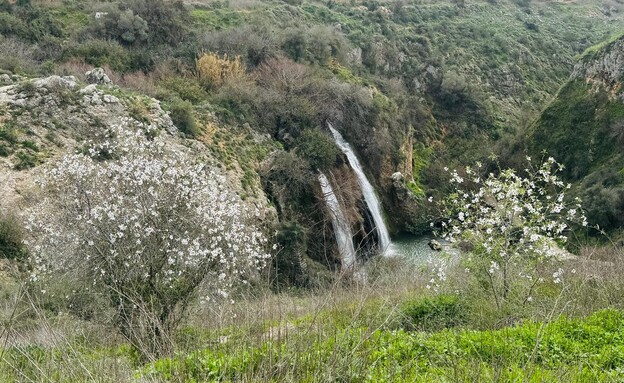 שקדיות בשמורת הטבע נחל עיון (צילום: נאג'י רשאש, רשות הטבע והגנים)