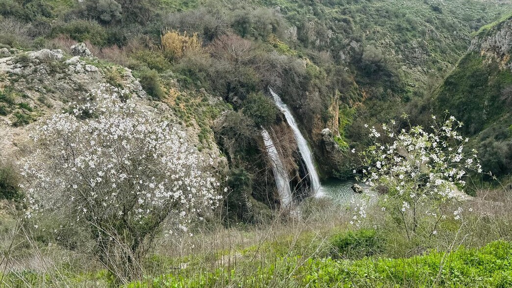 שקדיות בשמורת הטבע נחל עיון